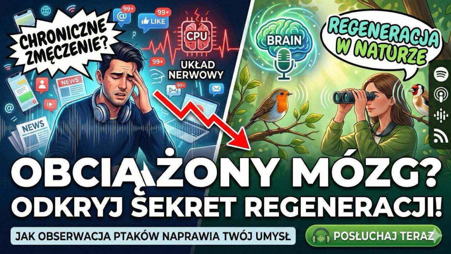 Ptaki i neuronauka: Jak odzyskać spokój w świecie hałasu