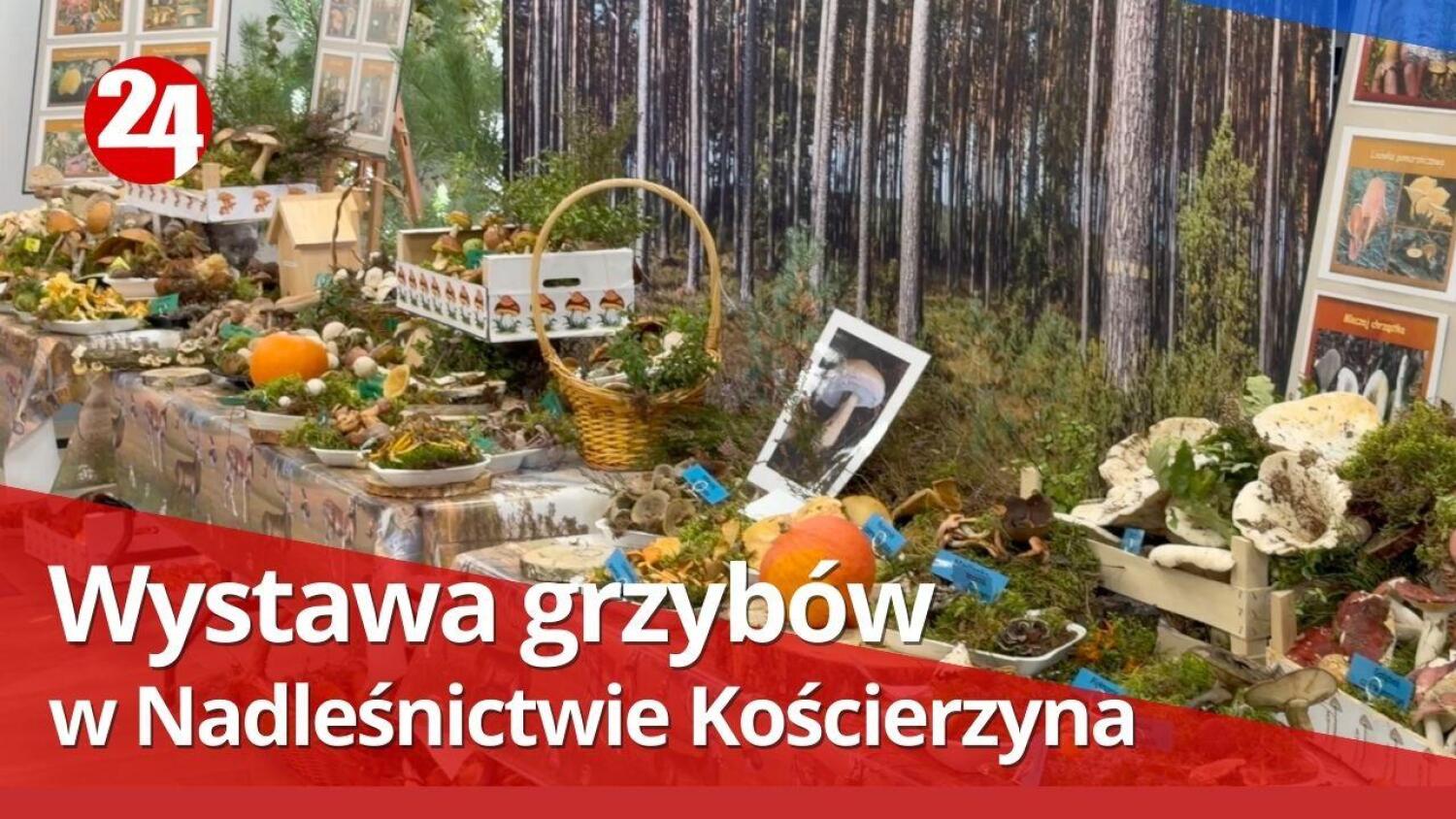 Wystawa grzybów w Nadleśnictwie Kościerzyna